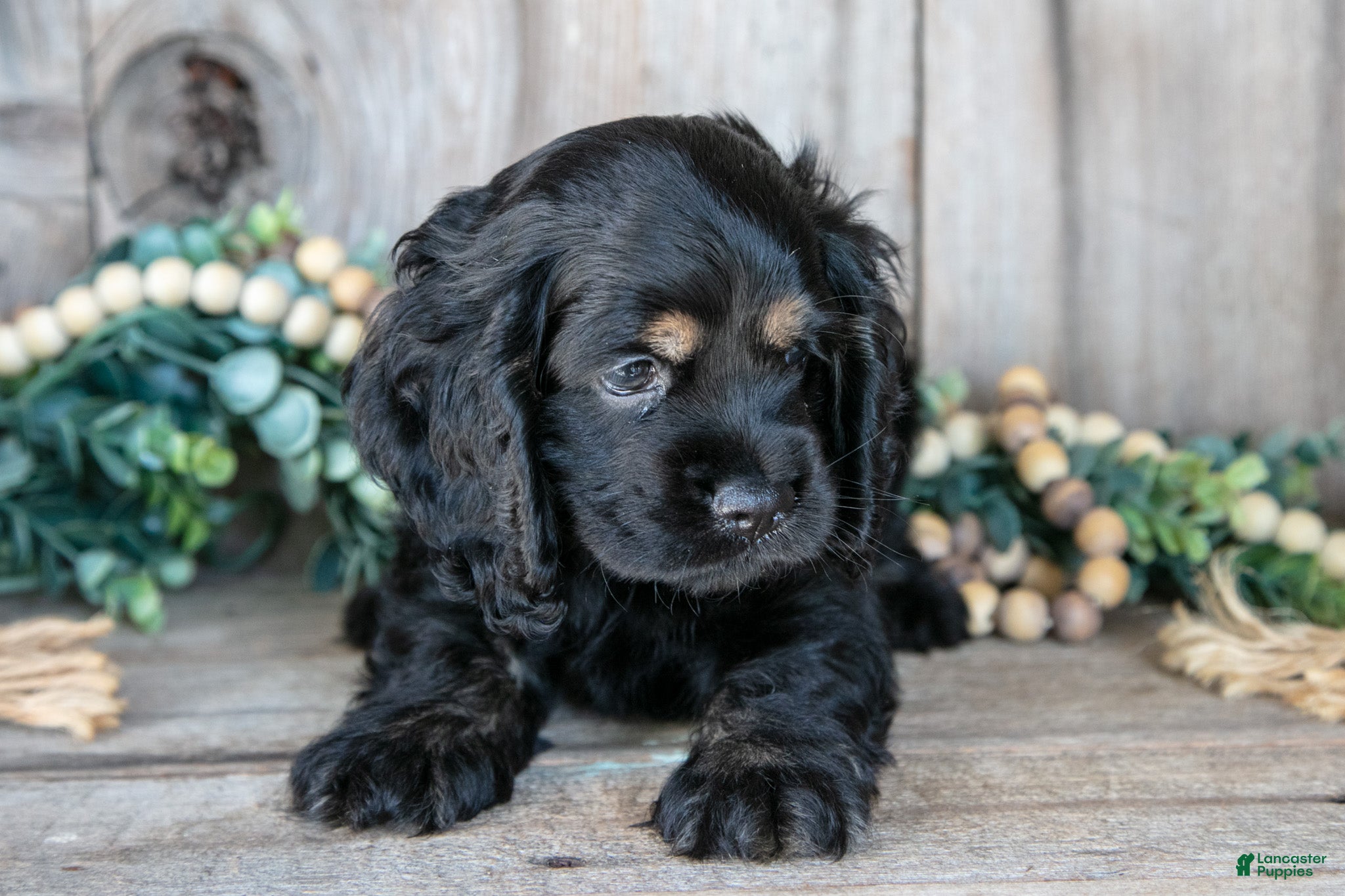 Cocker Spaniel dogs Donny - Ad 2
