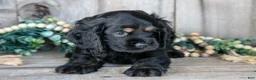 Cocker Spaniel dogs for sale: Donny - Ad 2