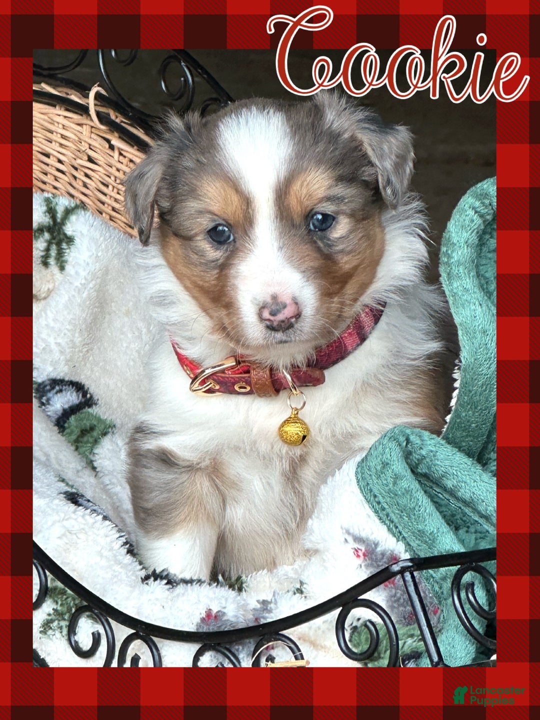 Miniature Australian Shepherd dogs for sale: Cookie - Ad 1