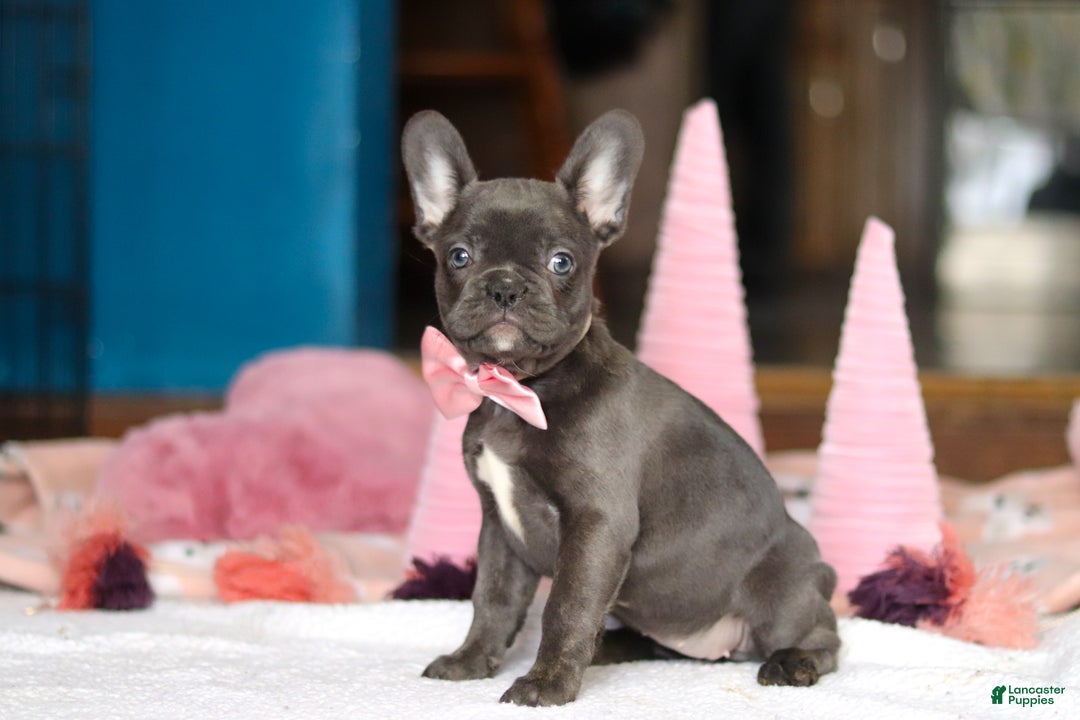 French Bulldog dogs for sale: Jade - Ad 3