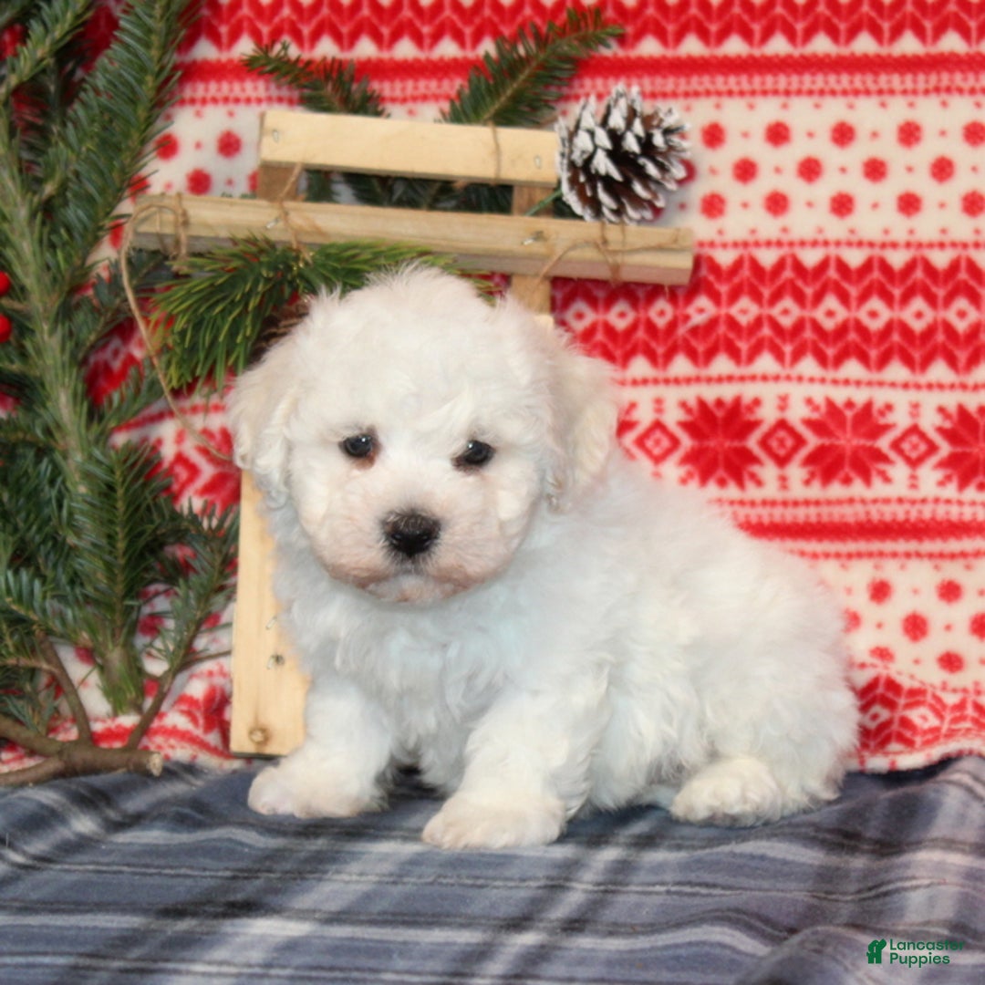 Bichon Frise dogs for sale: Iceburg - Ad 2