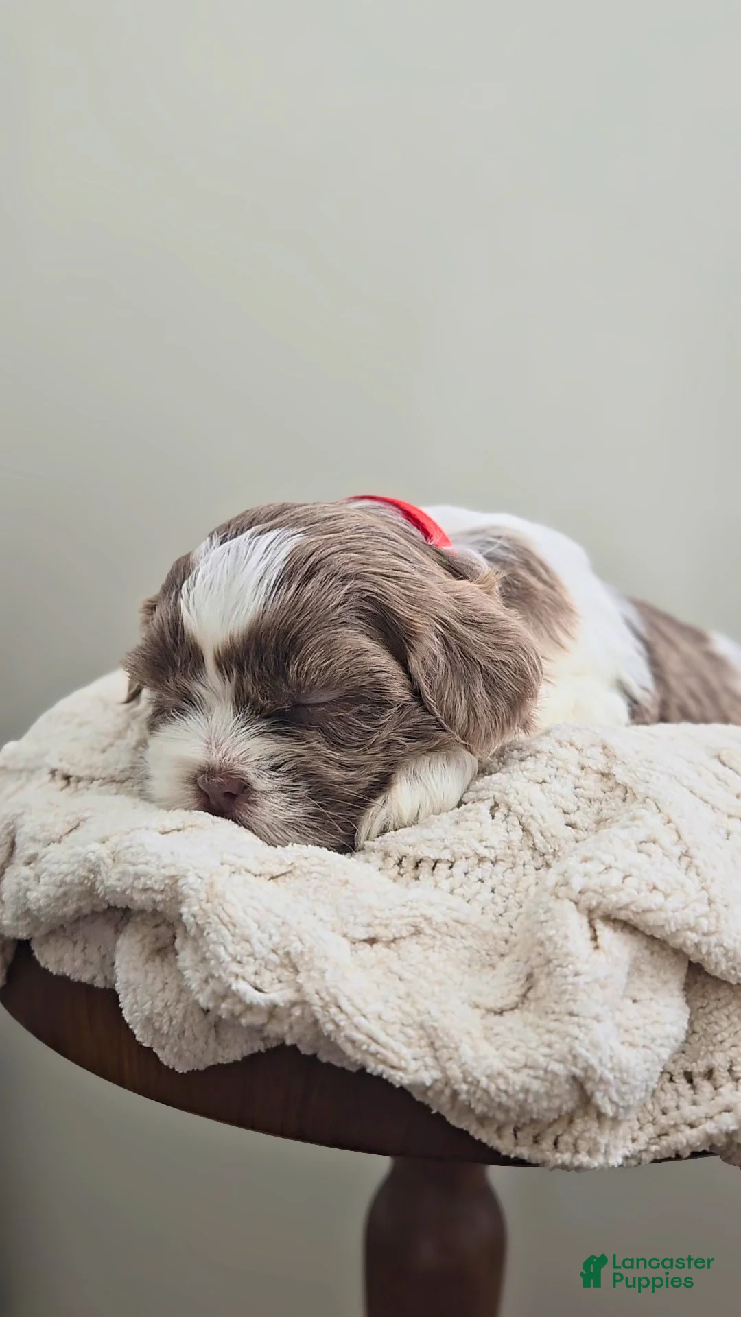 Shih Tzu dogs for sale: Poppy - Ad 2