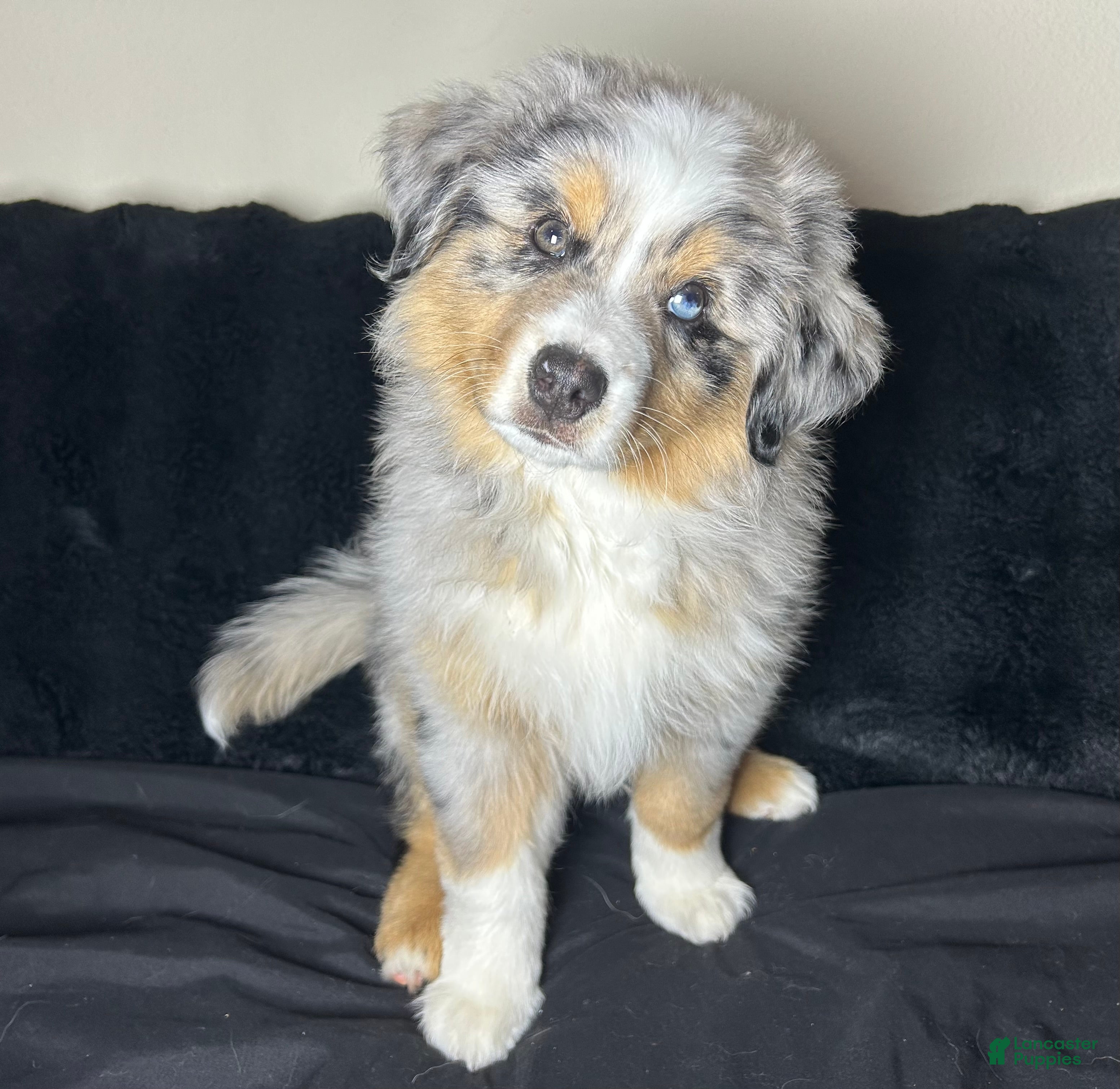 Miniature Australian Shepherd dogs McFlurry - Ad 18