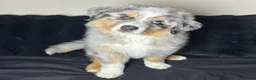 Miniature Australian Shepherd dogs for sale: McFlurry - Ad 1