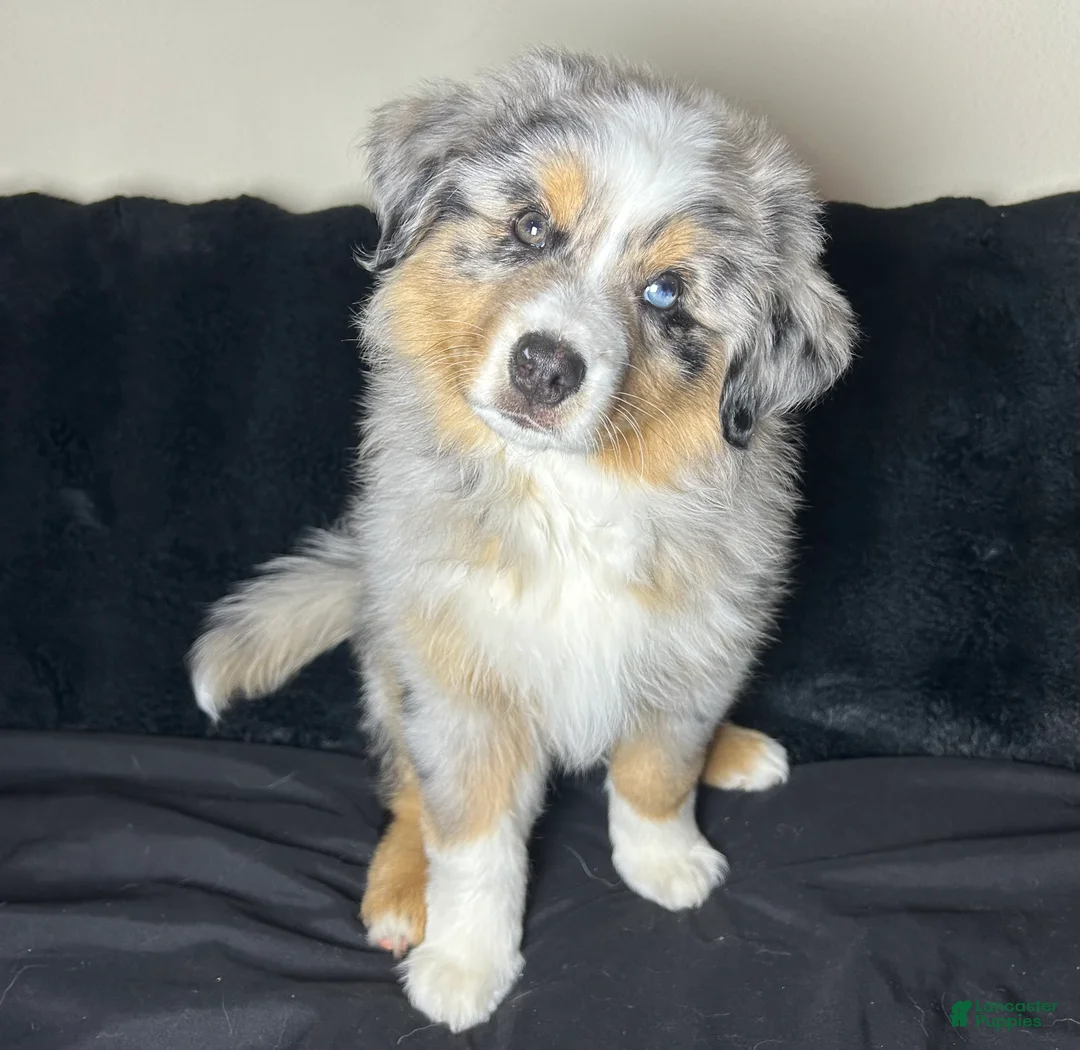 Miniature Australian Shepherd dogs for sale: McFlurry - Ad 1