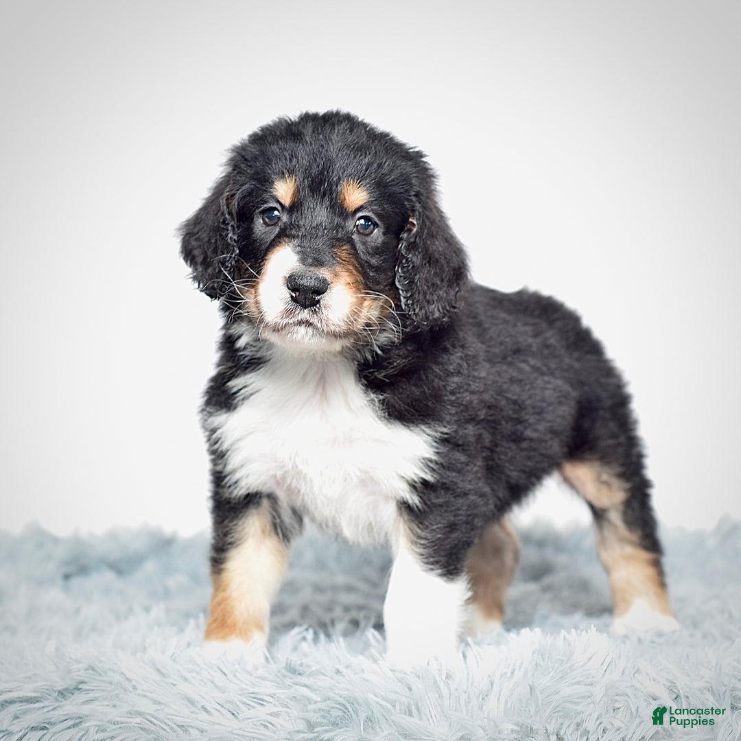 Bernedoodle dogs for sale: Scooter - Ad 3