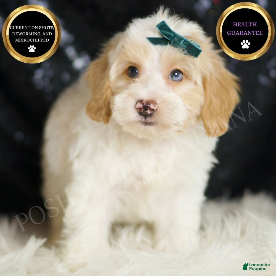 Yorkiepoo dogs for sale: Hurricane - Ad 5