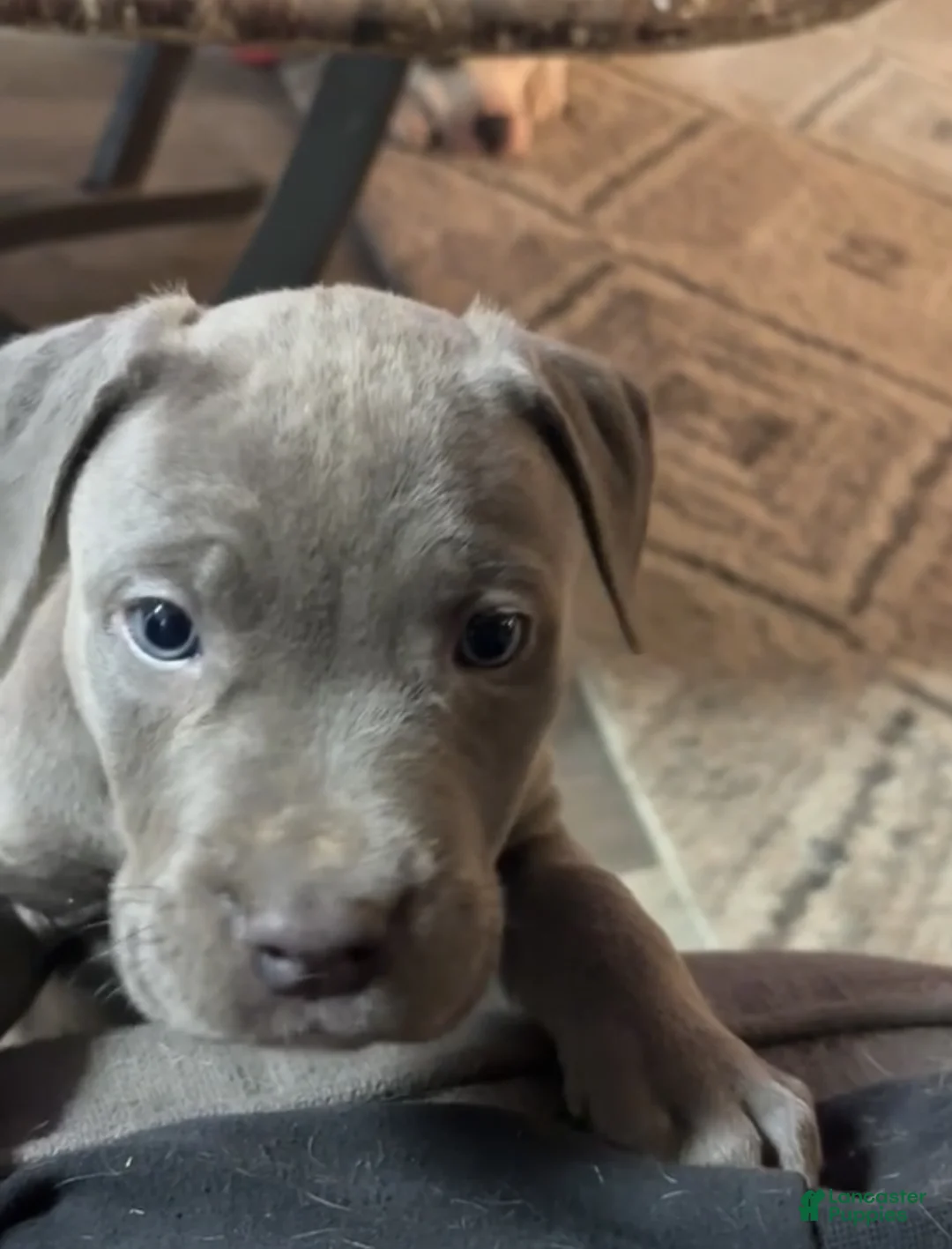 American Bully dogs for sale: Midnight - Ad 1