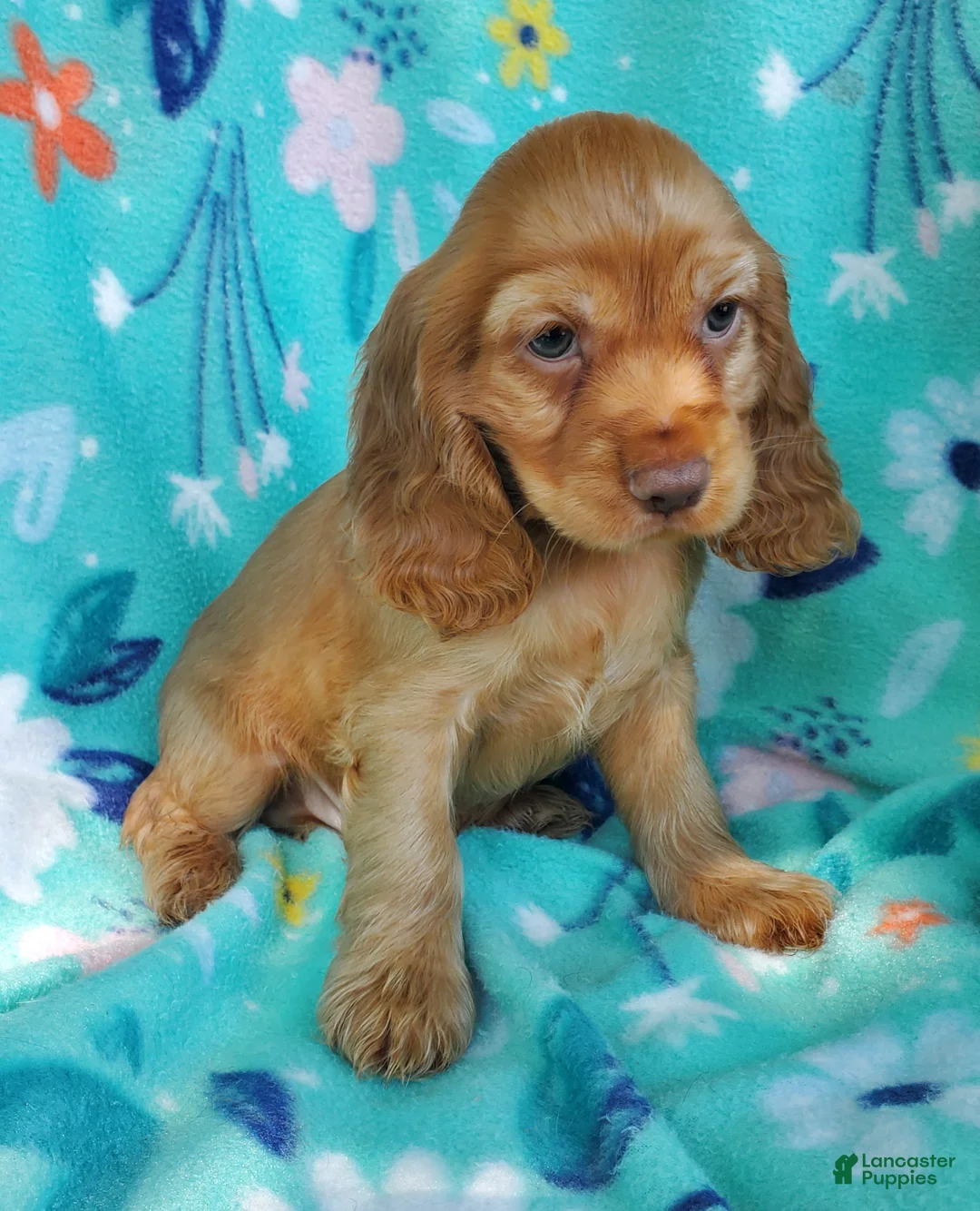 Cocker Spaniel dogs for sale: Dutton - Ad 1