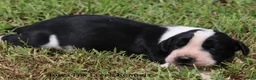 Great Dane dogs for sale: Great Dane 3 - Ad 8