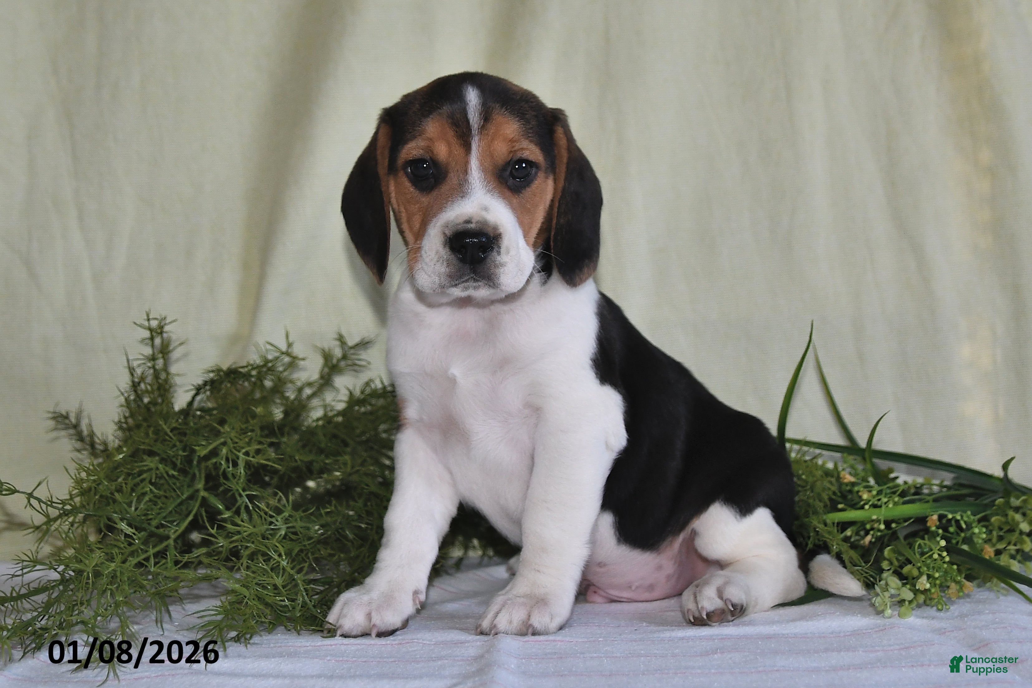 Beagle dogs Jefferson - Ad 12