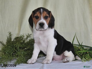 Beagle dogs Jefferson - Ad 12