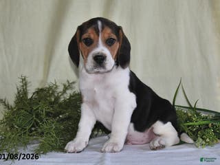 Beagle dogs Jefferson - Ad 15