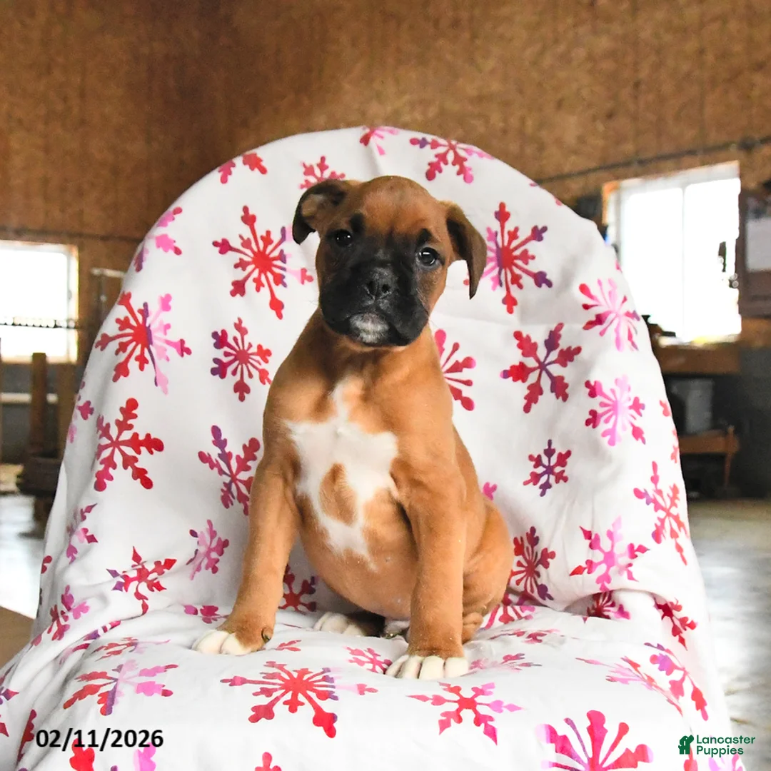 Boxer dogs for sale: Moose - Ad 1