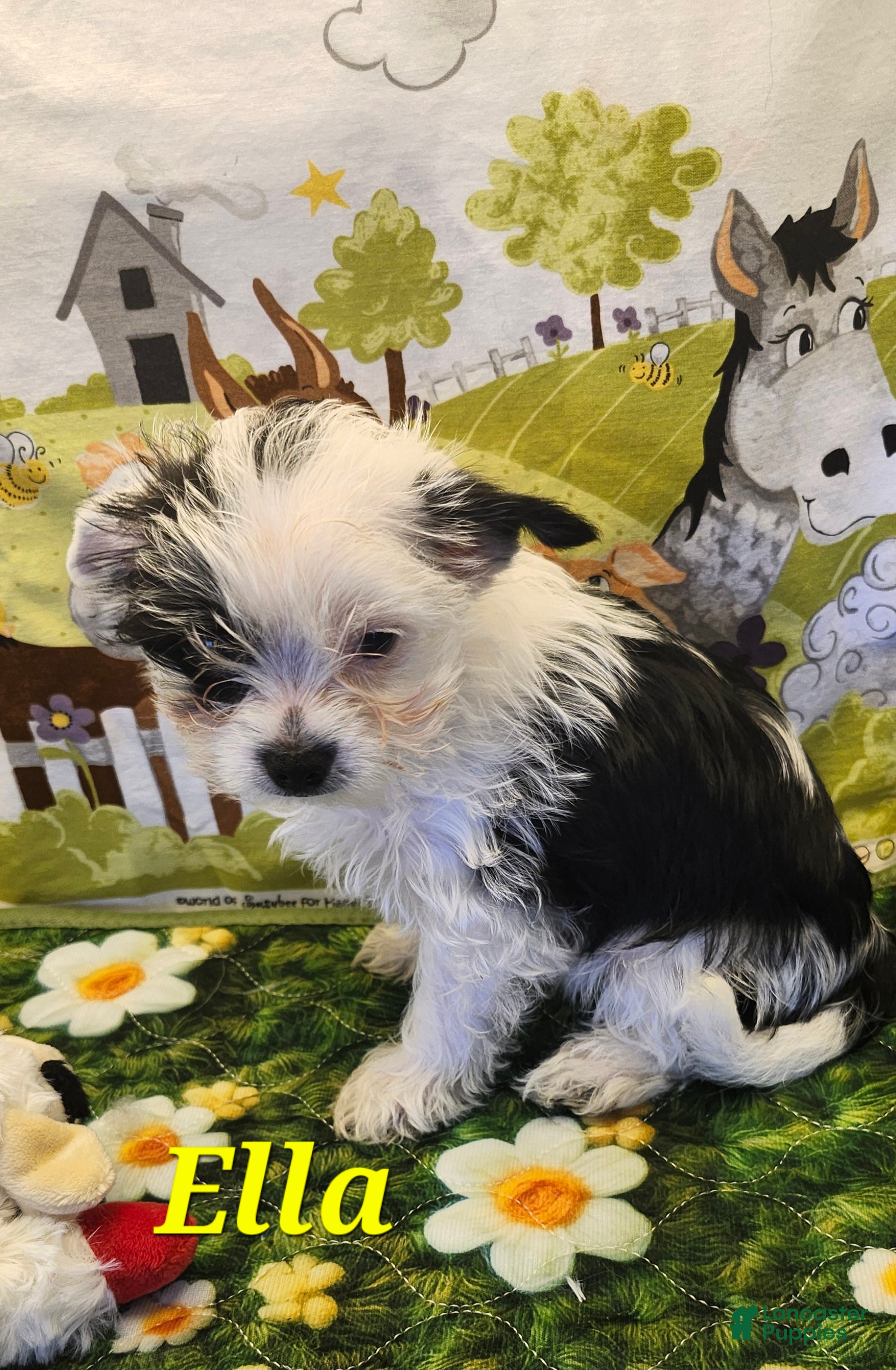 Yorkshire Terrier dogs Yorkshire Terrier 1 - Ad 1