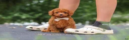 Cavapoo dogs for sale: Wallen - Ad 7