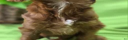 Cockapoo dogs for sale: Emily - Ad 10