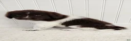 Newfoundland dogs for sale: AKC Eden - Ad 8