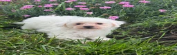 Bichpoo dogs for sale: Bear  - Ad 3