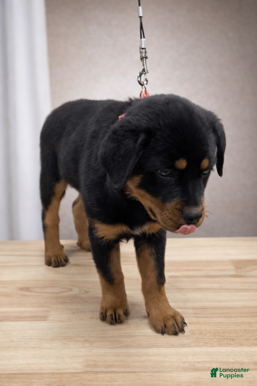 Rottweiler dogs Rottweiler Puppy- Pink - Ad 2