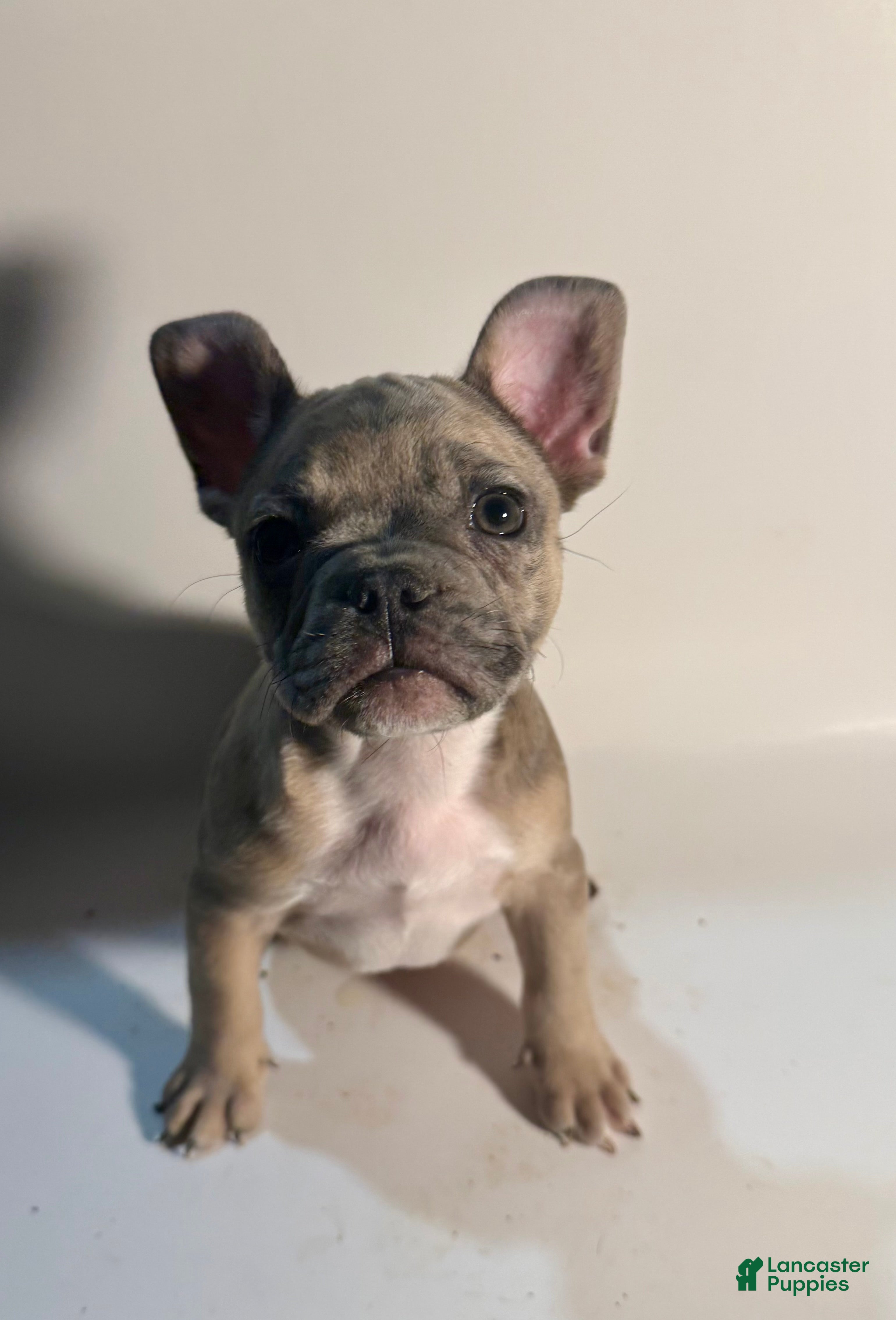 French Bulldog dogs French Bulldog Puppy 3 - Ad 11