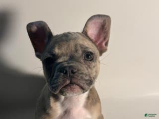 French Bulldog dogs French Bulldog Puppy 3 - Ad 10