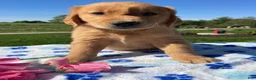 Golden Retriever dogs for sale: Oliver - Ad 4