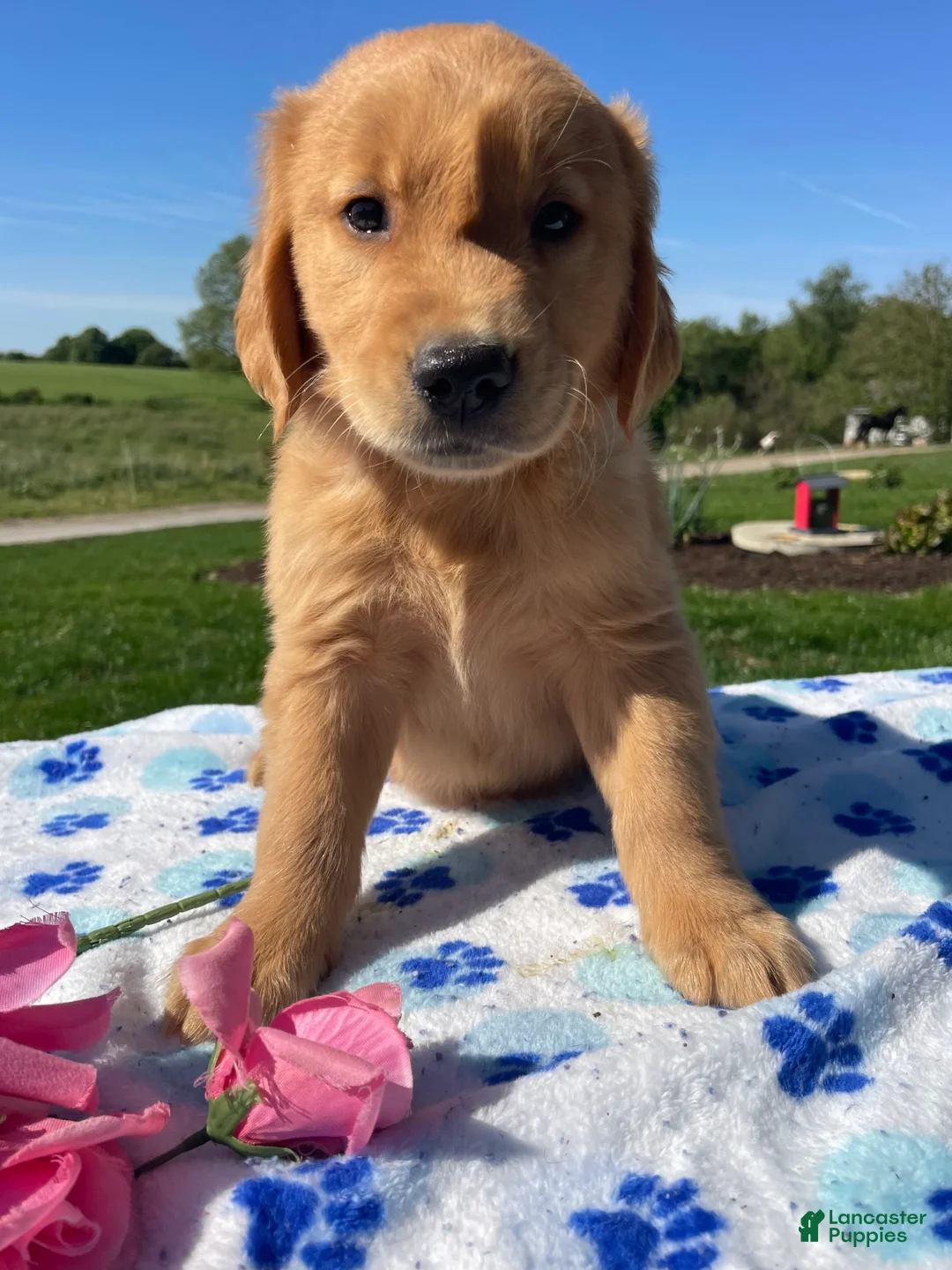 Golden Retriever dogs for sale: Oliver - Ad 4
