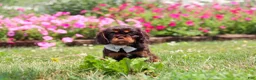 Cavalier King Charles Spaniel dogs for sale: Enzo - Ad 2