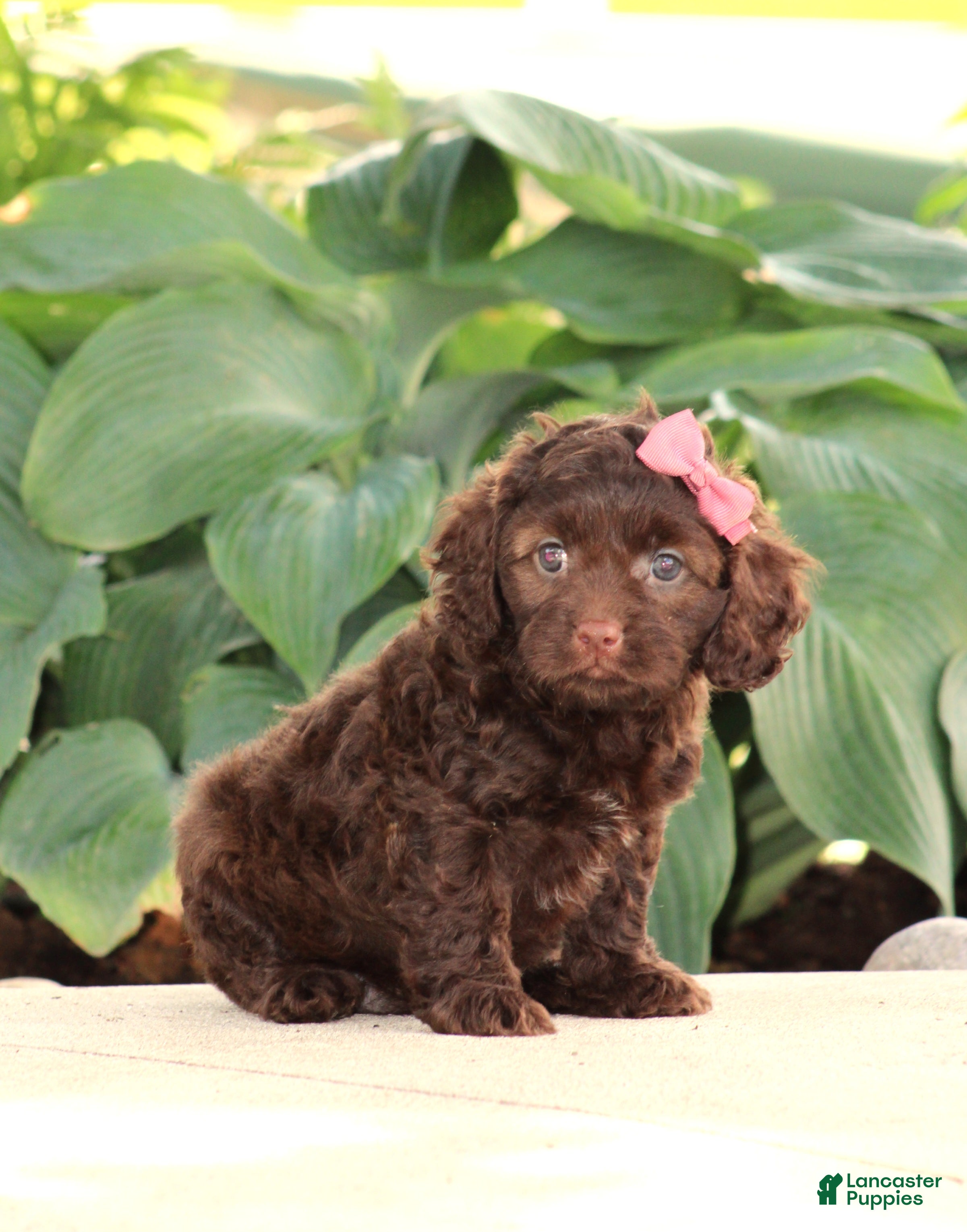 Cavapoo dogs Mia - Ad 2