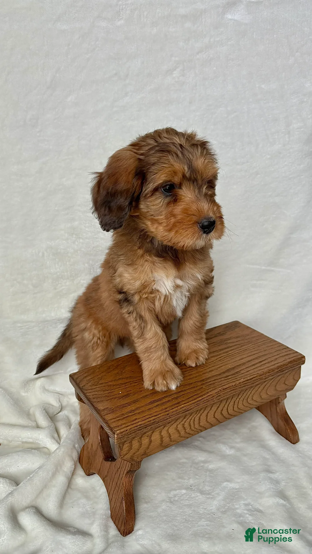 Bernedoodle dogs for sale: Bruno - Ad 12