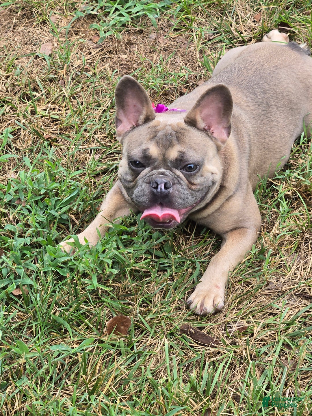 Gallery Image {{count}}