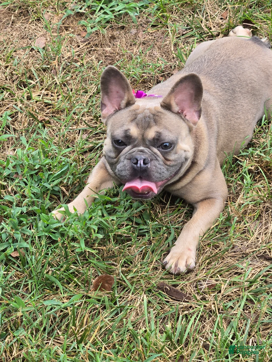 Gallery Image {{count}}