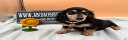 Miniature Dachshund dogs for sale: Carrie’s chocolate  will be 6 lbs- Sale - Ad 8