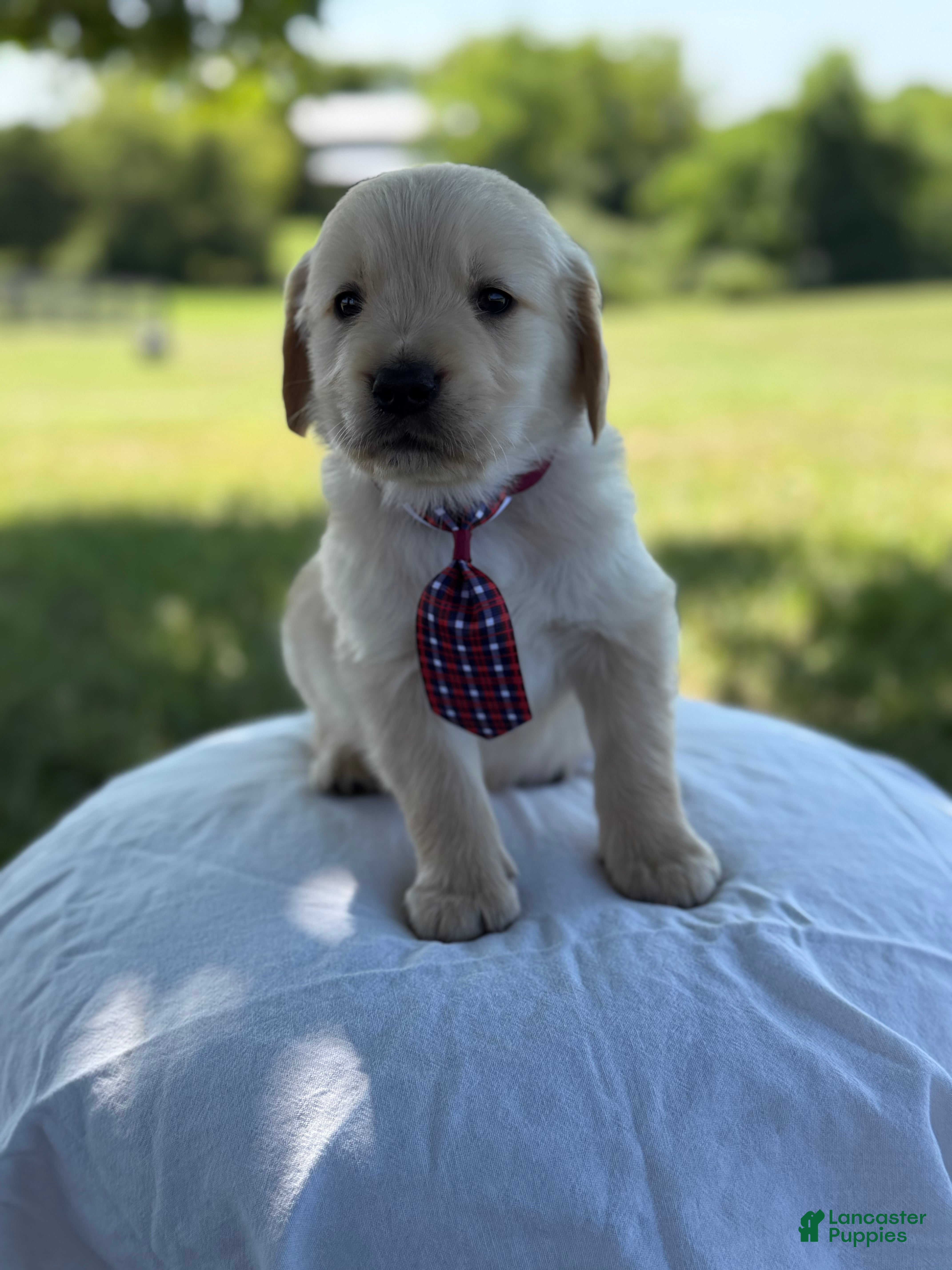 Golden Retriever dogs Lincoln - Ad 2