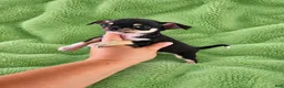 Chihuahua dogs for sale: AKC Peter - Ad 4