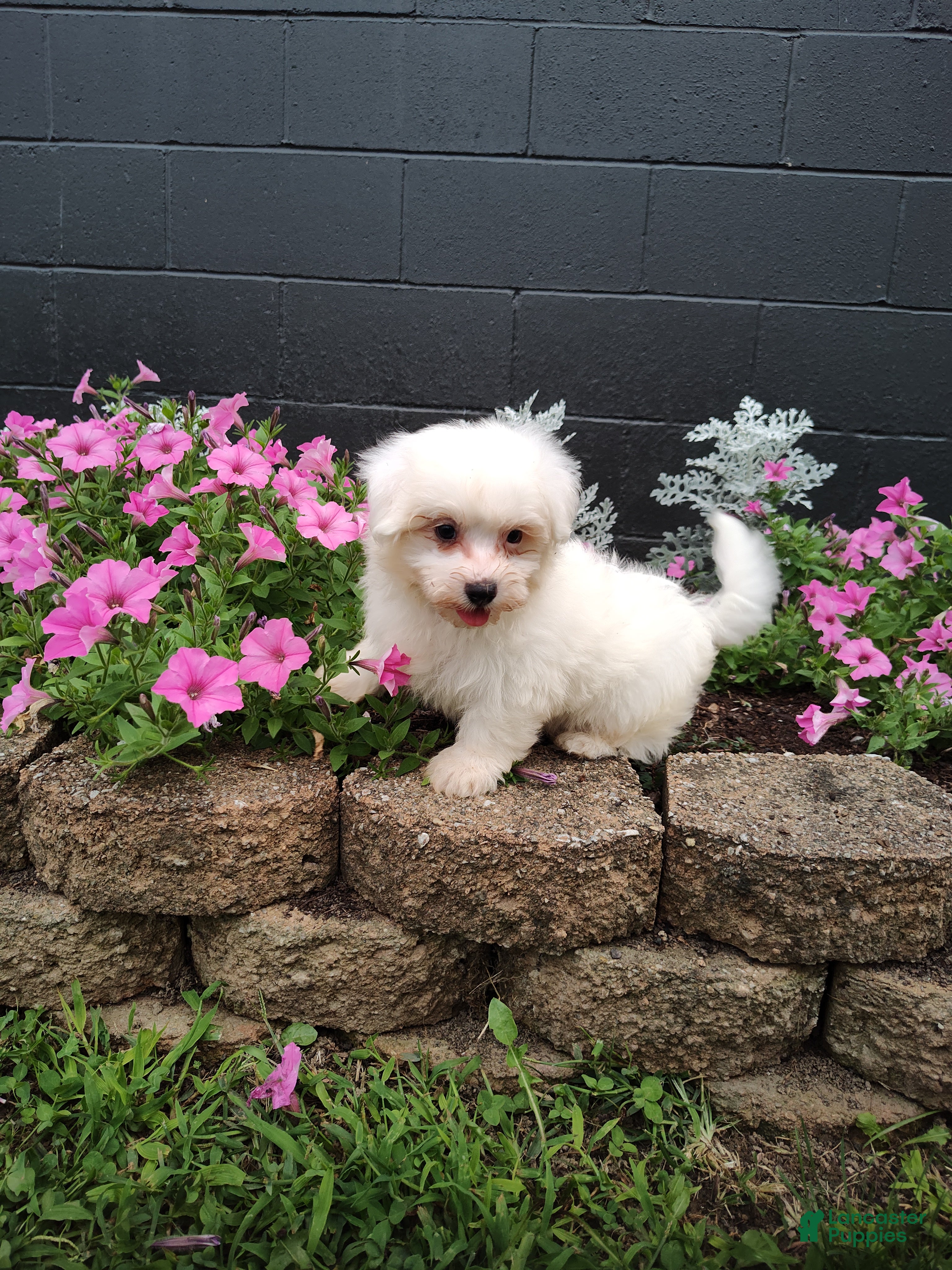 Maltese dogs Jasper - Ad 1