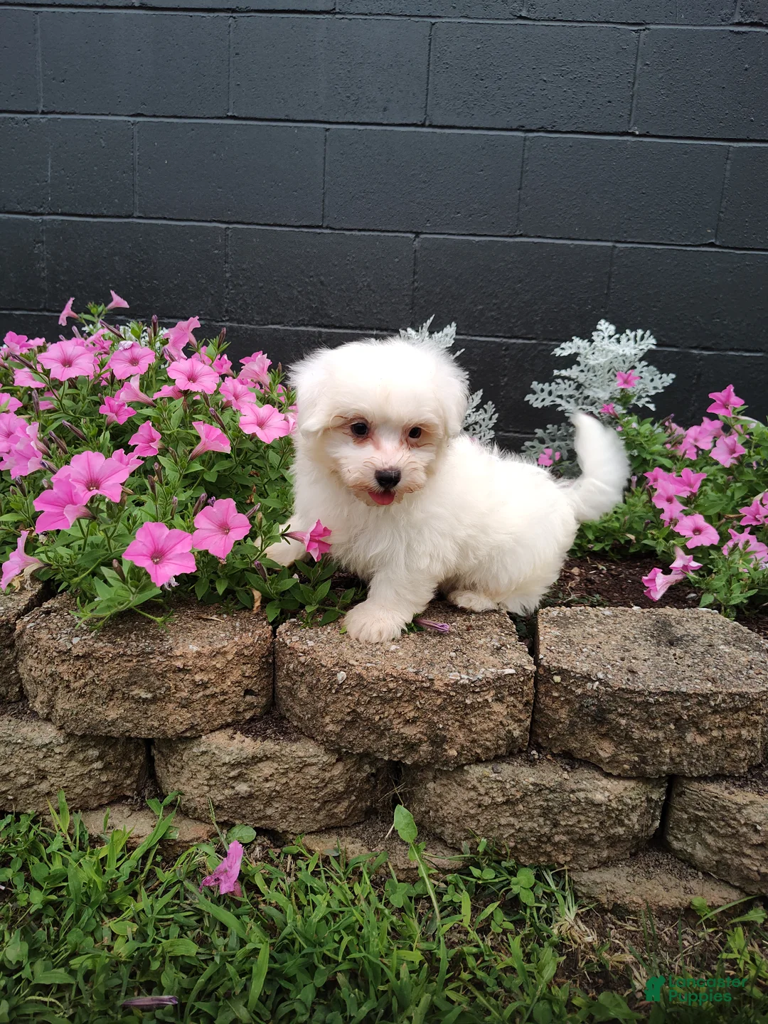 Maltese dogs for sale: Jasper - Ad 1