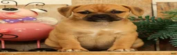 Puggle dogs for sale: Atlanta - Ad 3
