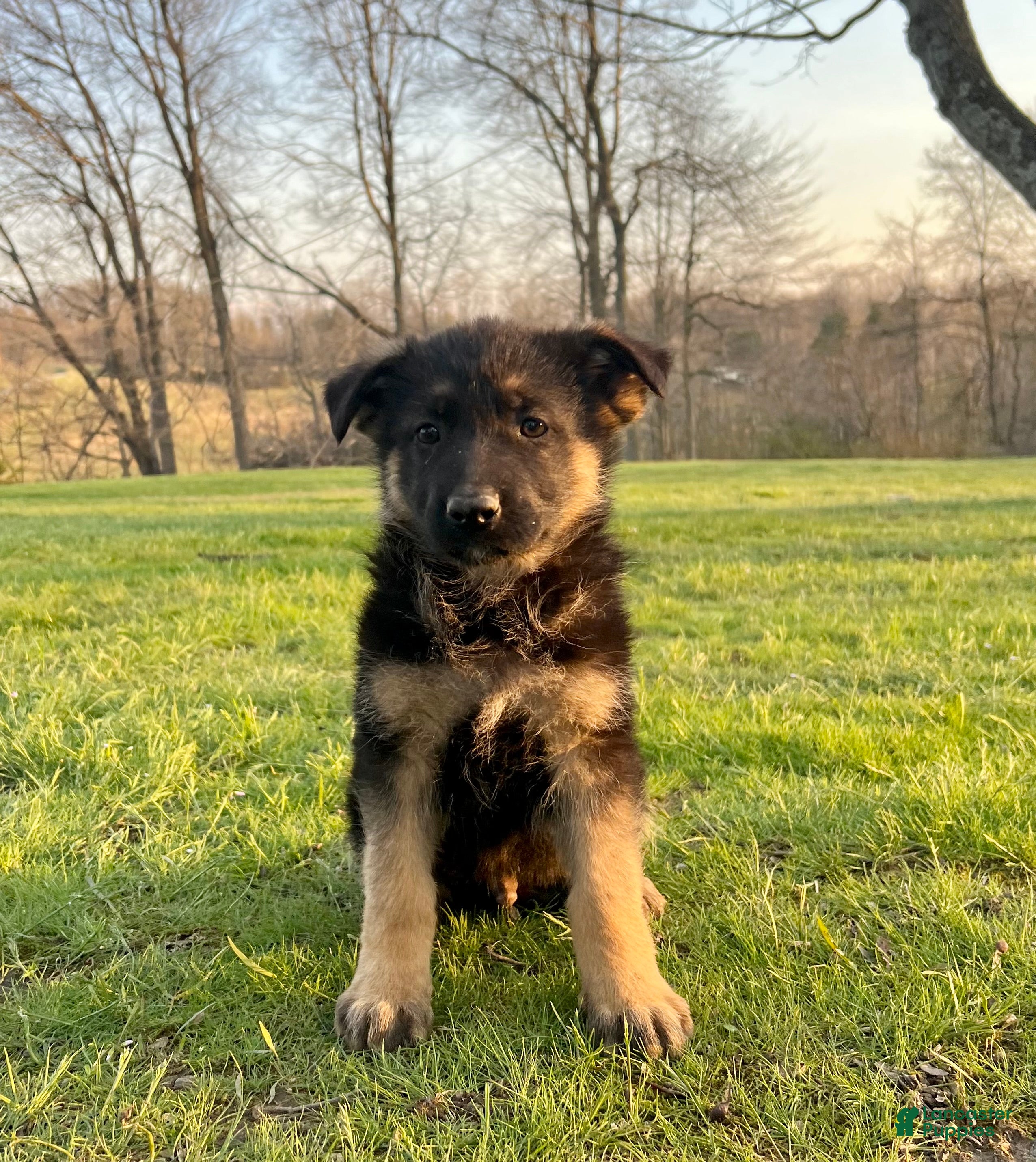 German Shepherd dogs Teton - Ad 2