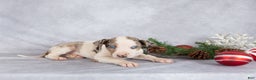 Catahoula Leopard Dog dogs for sale: Journey - Ad 3