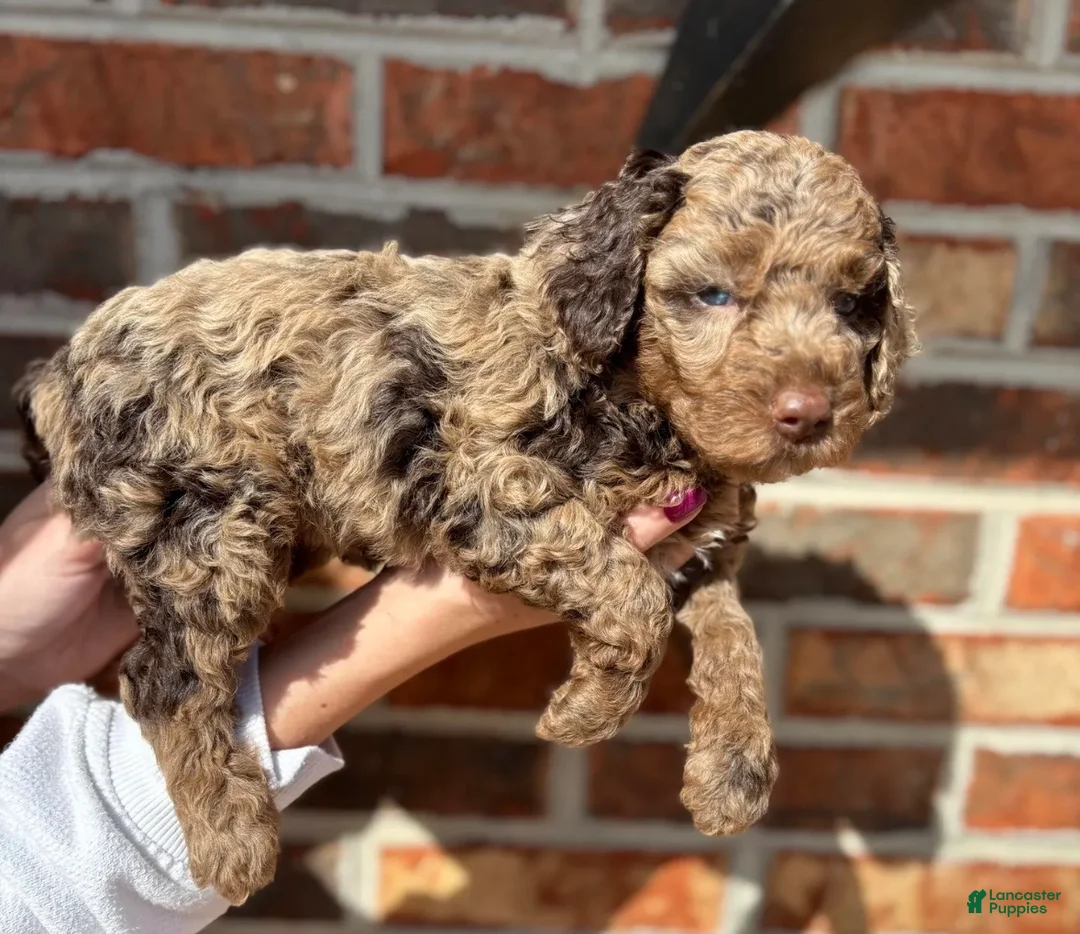 Mini Goldendoodle dogs for sale: Mini Goldendoodle Puppy 1 - Ad 1
