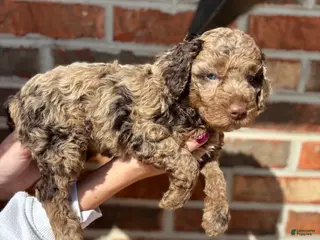 Mini Goldendoodle dogs Mini Goldendoodle Puppy 1 - Ad 6