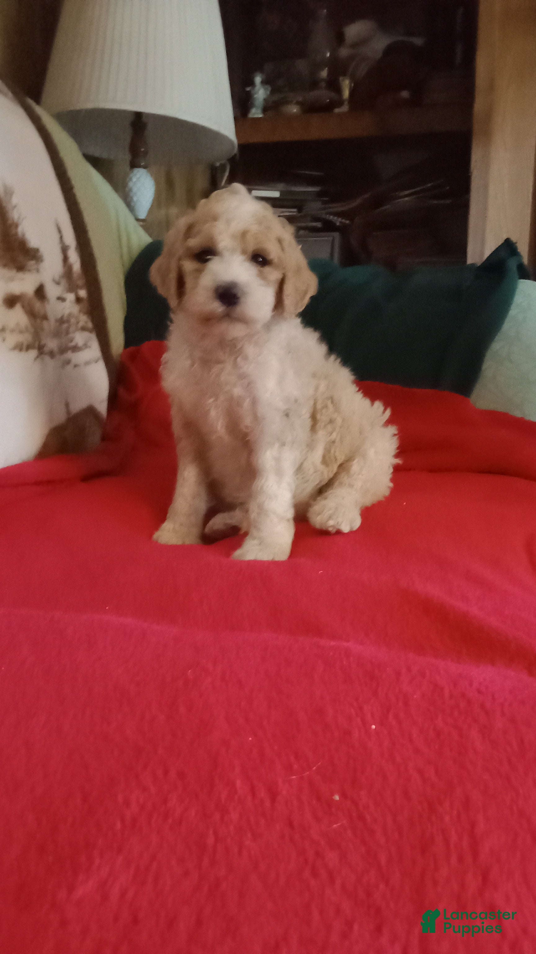Standard Poodle dogs Standard Poodle Puppy 1 - Ad 23