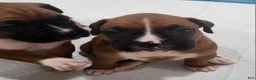 Boxer dogs for sale: BELLE - Ad 4