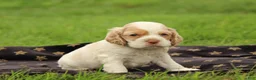 Cocker Spaniel dogs for sale: Hickory - Ad 5