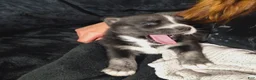 Mixed Breed dogs for sale: Mixed Breed 1 - Ad 10