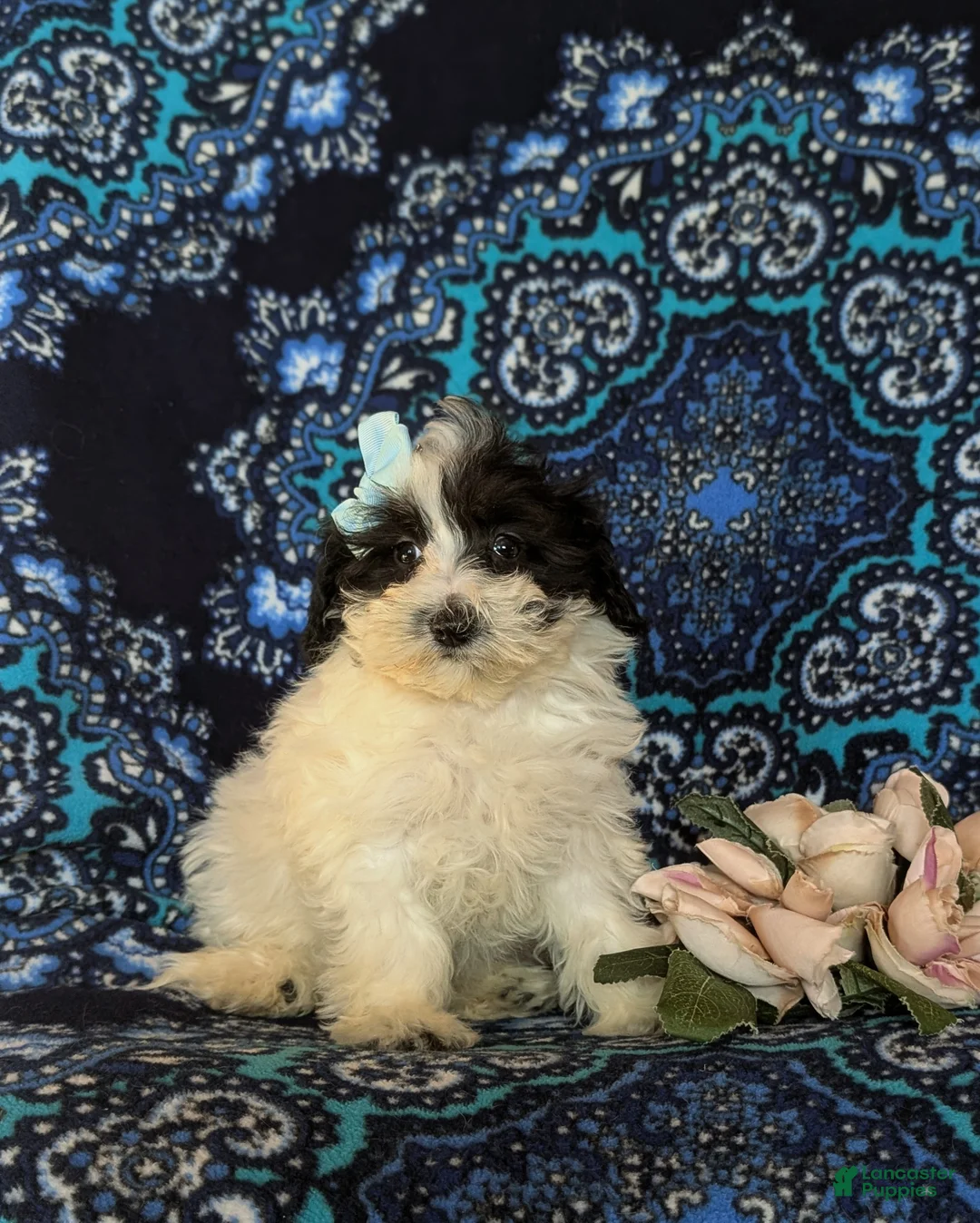 Maltipoo dogs for sale: Destiny - Ad 3