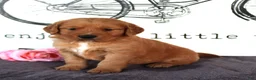 Golden Retriever dogs for sale: Cooper - Ad 3