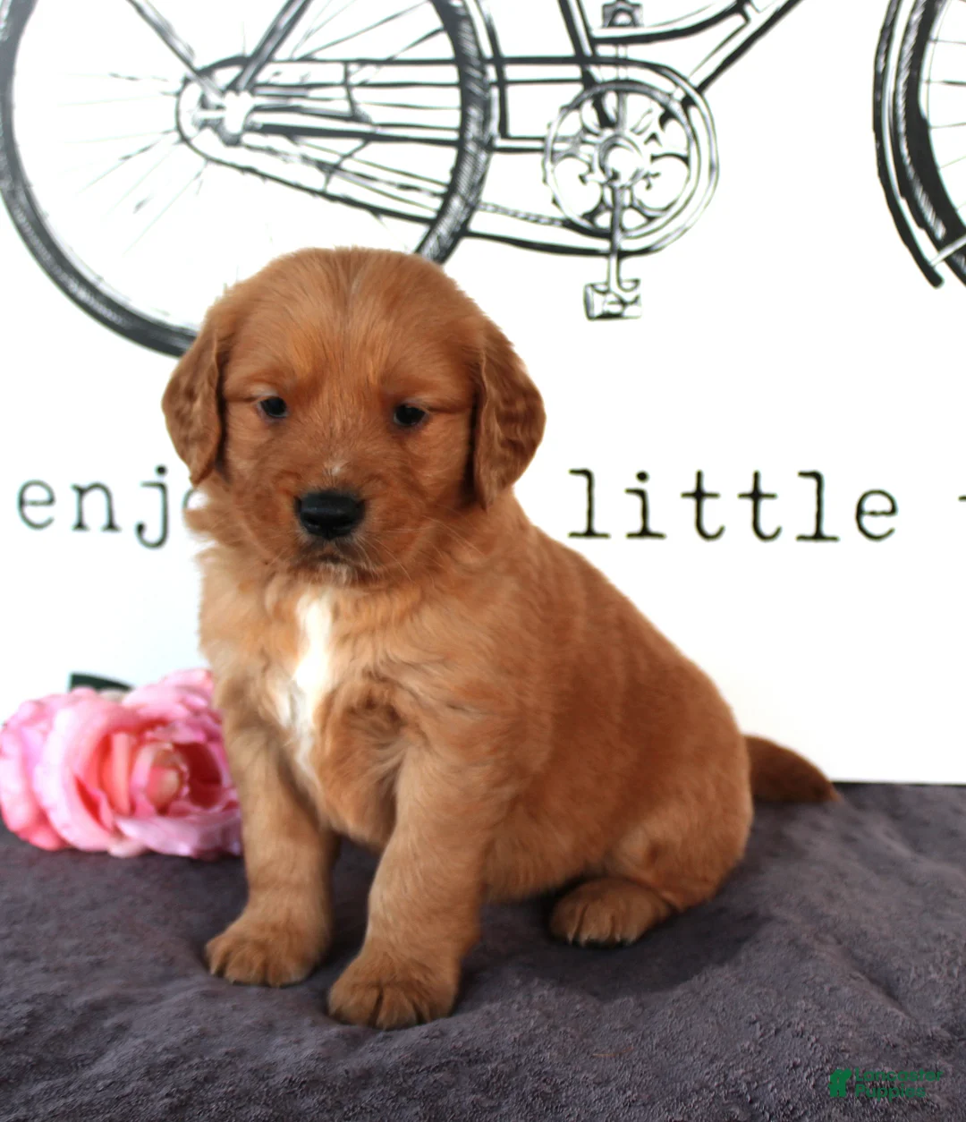 Golden Retriever dogs for sale: Cooper - Ad 3